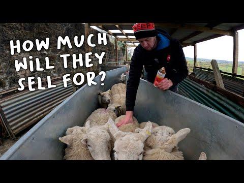 Unveiling the Record-breaking Lamb Prices: A Shepherd's Journey