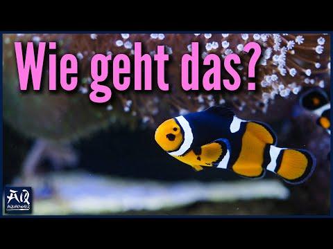 Effizienter Betrieb eines Showaquariums: Tipps vom Experten