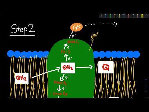 Unraveling the Quinone Cycle: A Key Process in Electron Transport Chain