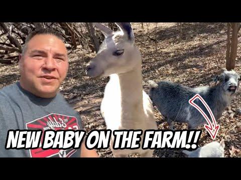 Exciting Farm Update: New Additions and Unexpected Challenges!