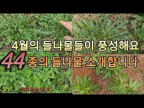 4월의 들나물: 맛과 영양을 함께 즐기는 다양한 활용법