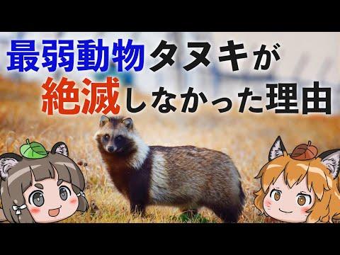 なぜタヌキは絶滅しなかったのか？驚くべき事実とは