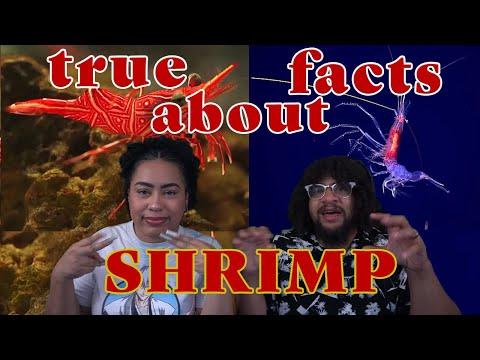 Unveiling the Enigmatic World of Shrimp: A Deep Dive into Their Fascinating Traits