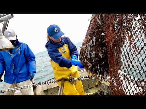 29歳の女性漁師と師匠の底引き網漁に同行する体験記