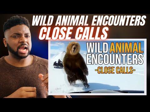 Close Encounters: Thrilling Wildlife Encounters Caught on Camera