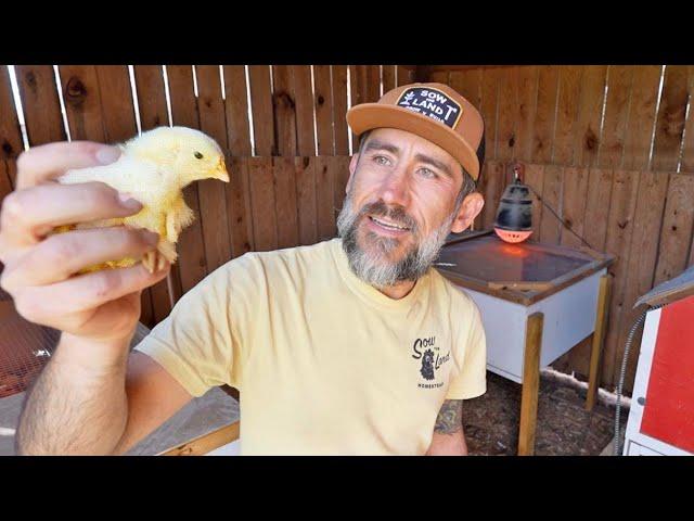 Ultimate Guide to Building a Homestead Fence and Raising Chicks