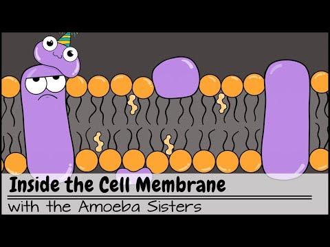 Unveiling the Secrets of Osmosis and Cell Membrane Function: A Fascinating Lab Experiment