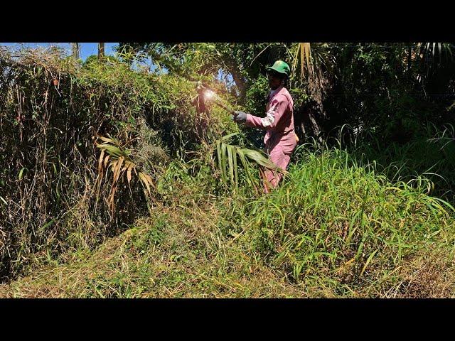 Transforming an Overgrown Yard: A Heartwarming Journey of Kindness and Connection