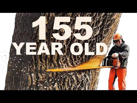 Unveiling the Epic Battle of Cutting Down a 155-Year-Old Ash Tree