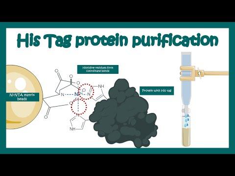 Mastering His-Tag Protein Purification: A Comprehensive Guide