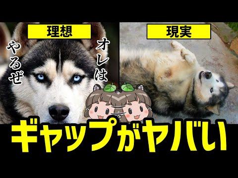 【犬種特集】見た目と中身が違いすぎる！10種類の犬種のギャップに迫る