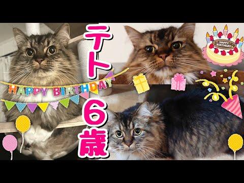 テトちゃんの誕生日を祝う動画の魅力的な内容を紹介！