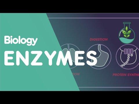 The Amazing World of Enzymes: Catalysts of Life