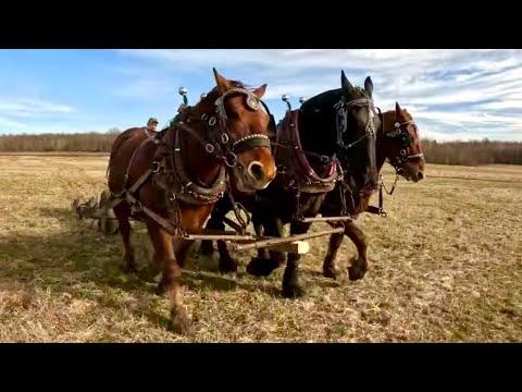 Spring Work on a Draft Horse Farm: Tips and Insights