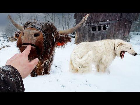 Snowstorm Farm Adventures: A Winter Wonderland