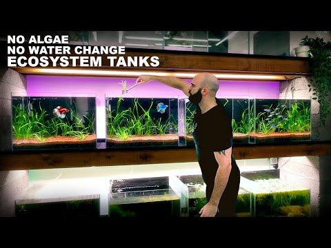 Revolutionize Your Aquarium with Ecosystem Tanks: A Guide to No Algae, No Water Change