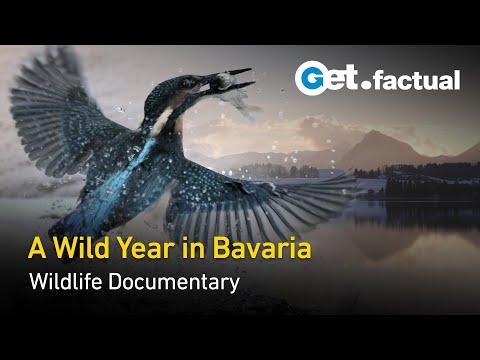 Discover the Fascinating Wildlife of Wild Bavaria