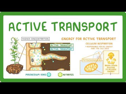 The Role of Active Transport and Cellular Respiration in Root Hair Cells