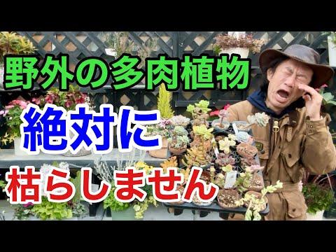 初心者向け多肉植物育成ガイド：失敗しない育て方とアイデア提案