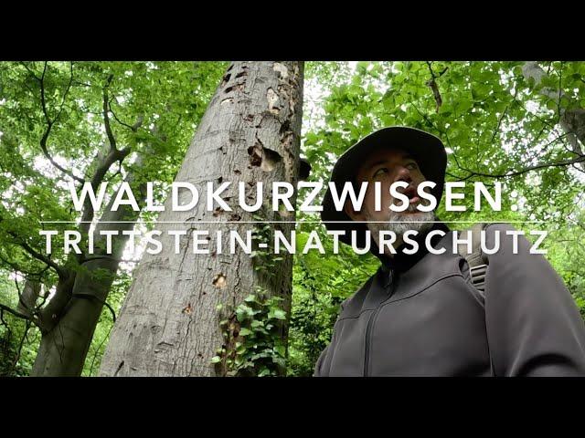 Die Bedeutung von Trittstein Naturschutz für die Artenvielfalt im Wald