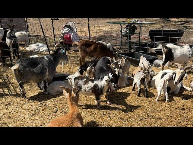 Witnessing the Miracle of Live Goat Births on the Farm