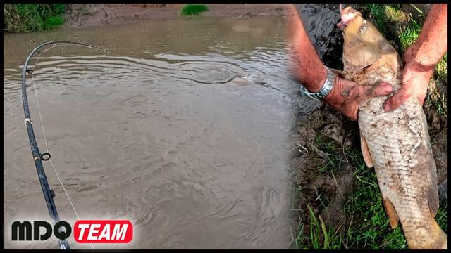 ¡Increíble jornada de pesca de carpas en el arroyo!