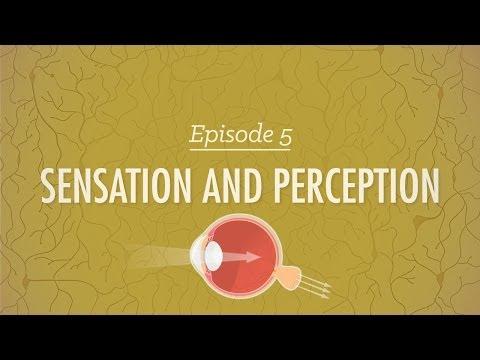 Understanding Sensation and Perception: From Prosopagnosia to Visual Processing