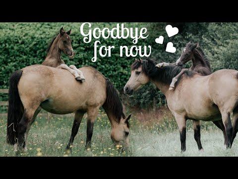 Foal Weaning and Emergency Vet Call: A Caretaker's Journey