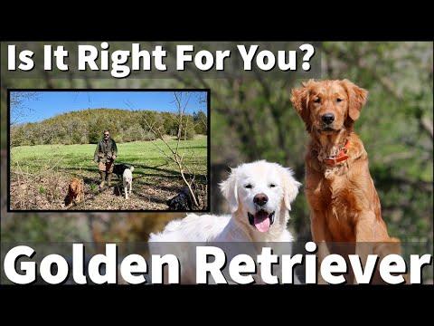 Golden Retrievers: A Comprehensive Guide for Dog Owners
