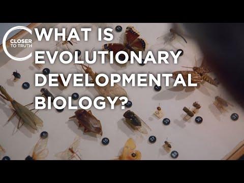 Unraveling the Mysteries of Evolutionary Developmental Biology