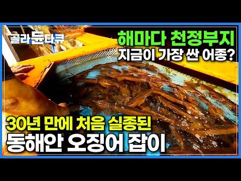 동해안 오징어 어종의 특별한 매력│오징어 어부들의 힘든 노동과 열정