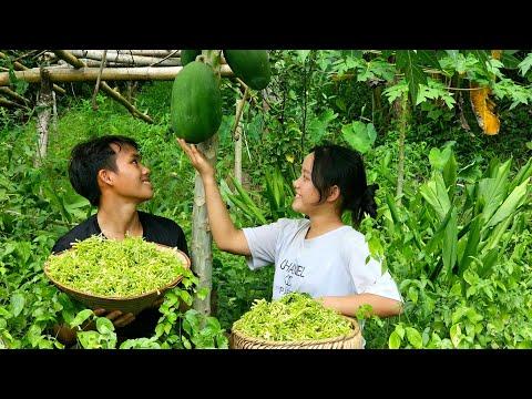 Discover the Health Benefits of Male Papaya Flowers: A Nutrient-Packed Superfood