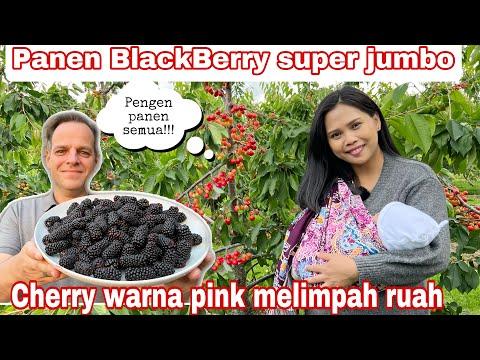 Discover the Sweet Bounty of Super Jumbo Blackberries and Pink Cherries!