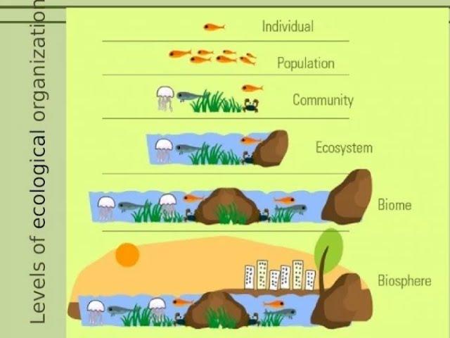 Understanding Ecological Organization: A Guide to Ecosystems, Communities, and Biomes