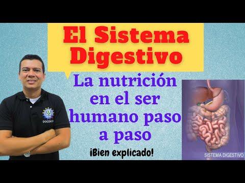 Optimiza tu Sistema Digestivo: Nutrición y Salud