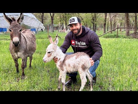 Exciting Eclipse Baby Arrival: A Donkey's Tale