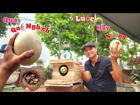 Discovering the World's Largest Bird Egg: A Fascinating Journey with Quế Nghịch