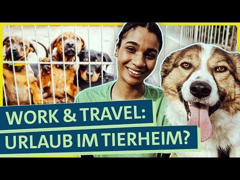 Tierschutz-Urlaub im Ausland: Einblick in die Freiwilligenarbeit im Tierheim