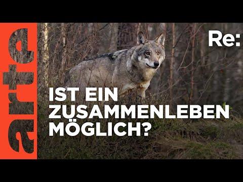 Der Wolf im Jura: Herausforderungen für Landwirte