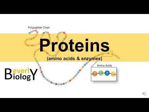 The Ultimate Guide to Proteins: Structure, Function, and Denaturation