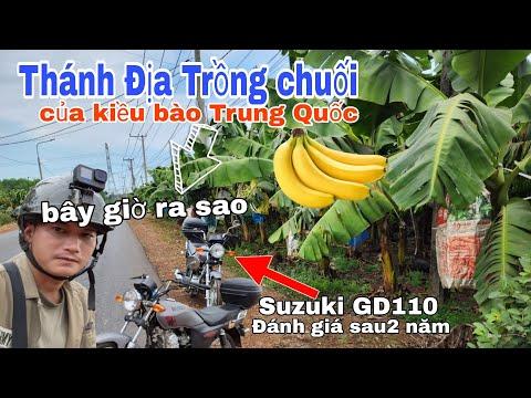 Exploring the Largest Banana Plantation in Vietnam and Reviewing the Suzuki gd110