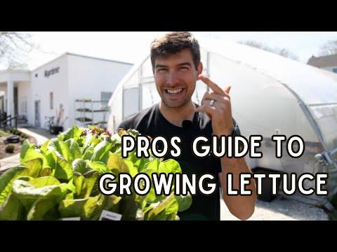 Maximizing Your Lettuce Harvest: Expert Tips and FAQs