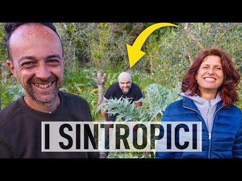 Agricoltura Sintropica: Come Coltivare Carciofi e Ulivi in Sinergia