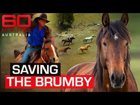 Saving the Brumbies: A Mission of Hope and Controversy