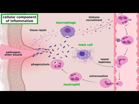 Understanding the Inflammatory Response: A Comprehensive Guide