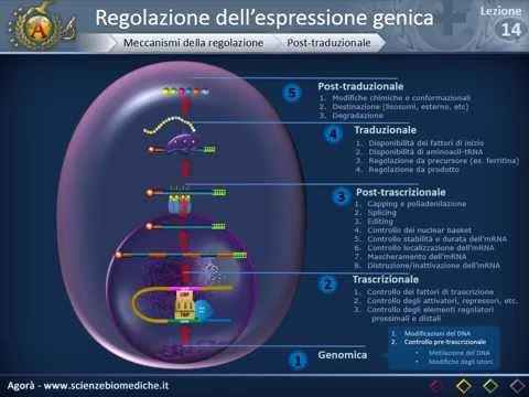 Unlocking the Secrets of Gene Regulation: A Comprehensive Guide