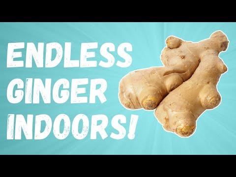 Easy Tips for Growing Ginger Indoors: A Complete Guide