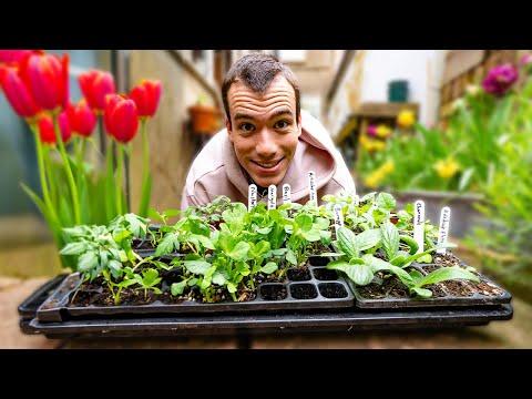 Maximizing Vegetable Growth: Tips for a Successful Townhouse Garden