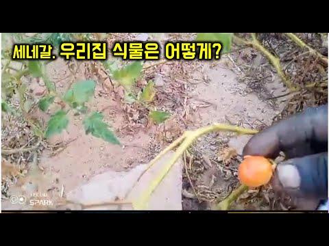 세네갈에서 보내온 소식/ 우리집 식물들이 처참해...(ㅜ)