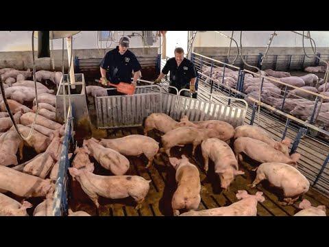 Revolutionizing Pig Farming: From Pen to Feeder Pig Stage